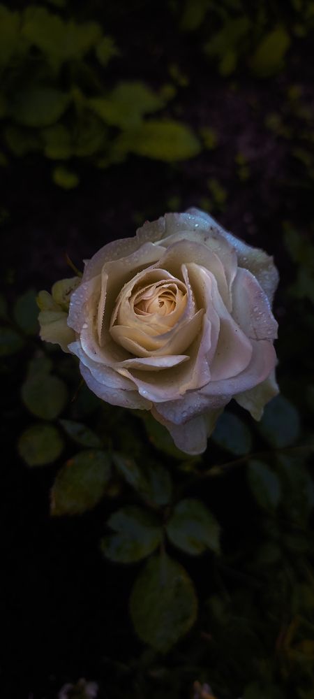 Photograph by SvetlanaMartsenko