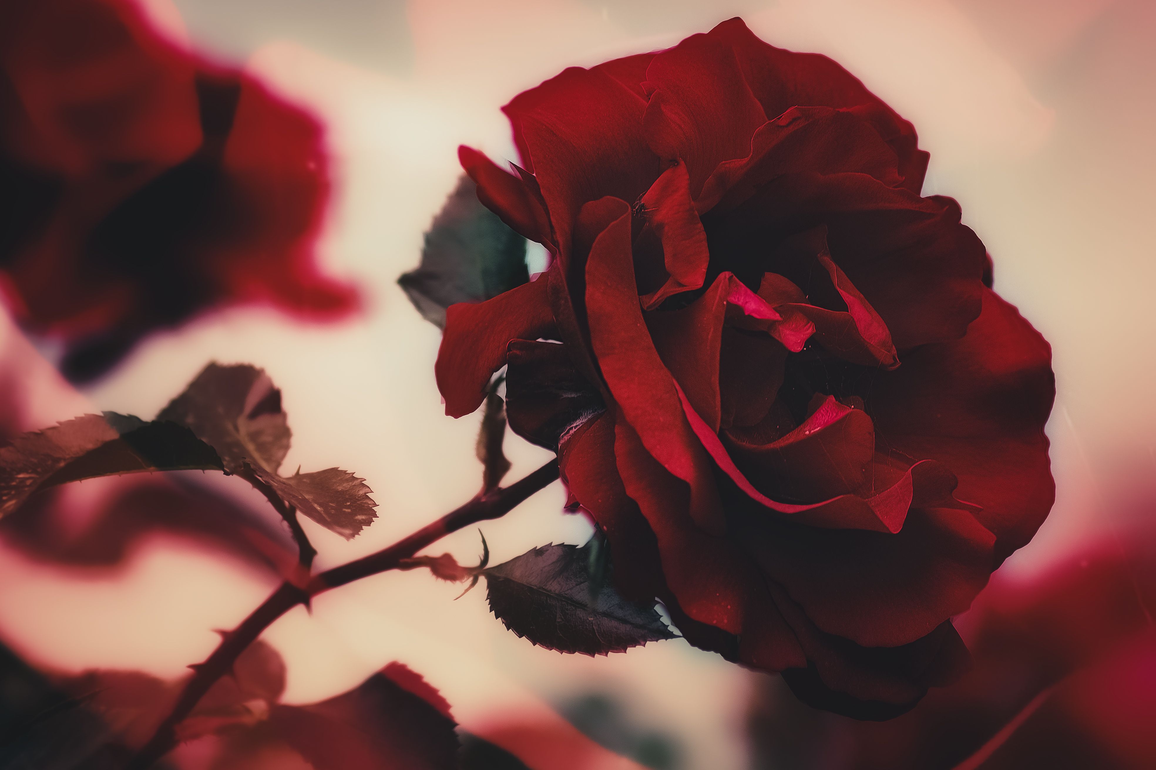 Photograph by Оксана Пономаренко