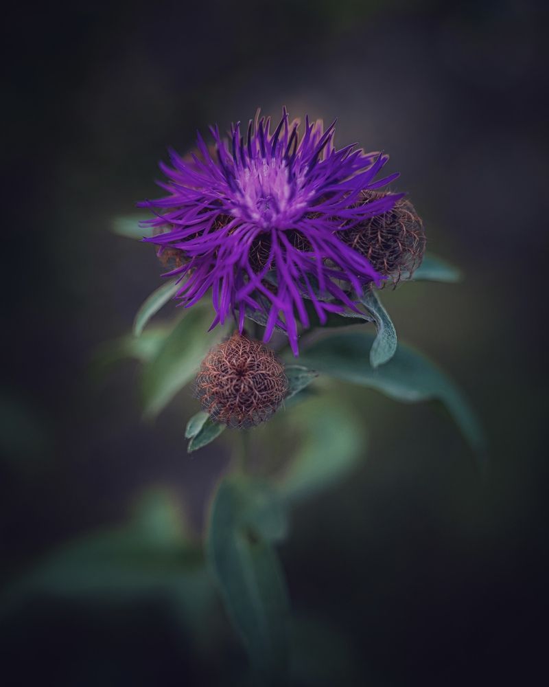 Photograph by Julia Andreeva