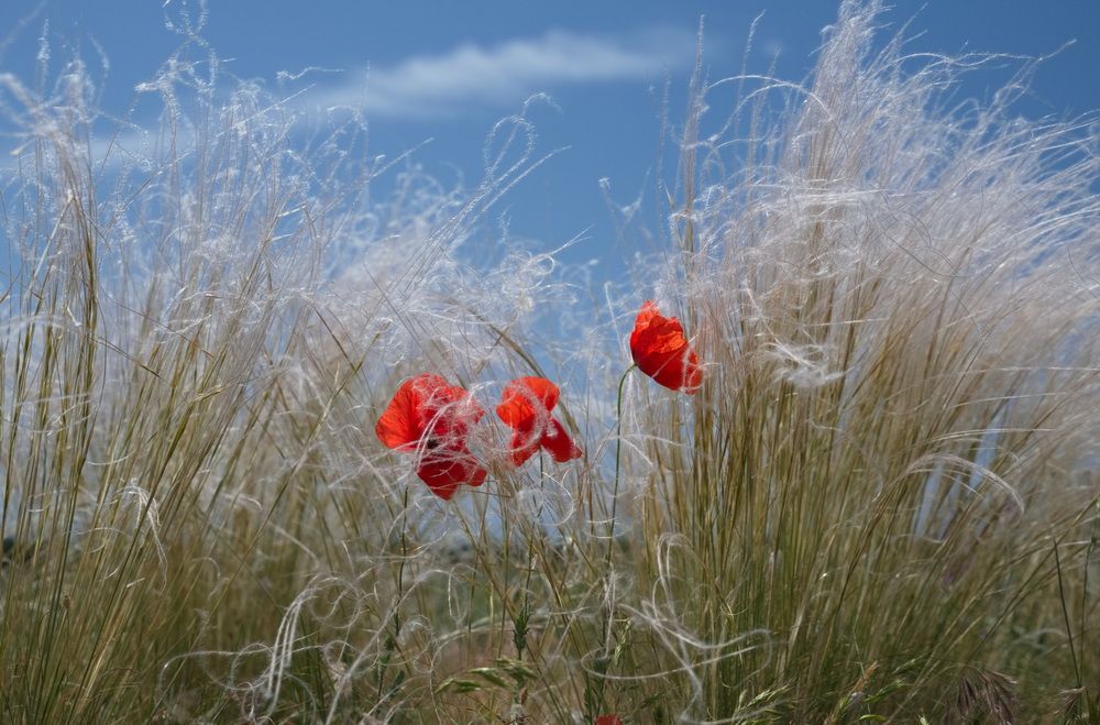 В плену ковылей