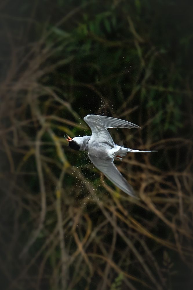 Photograph by Aleksandr Solovev