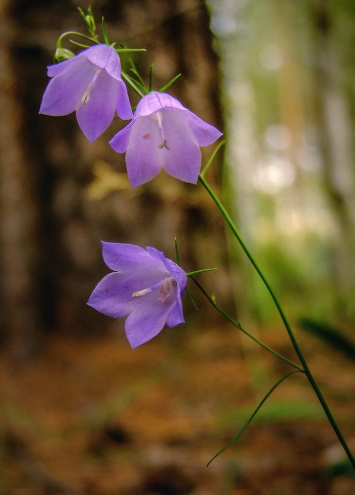 Фотография автора Гоголев Игорь