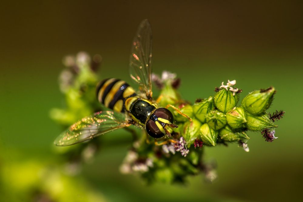 Photograph by Shalini Jain