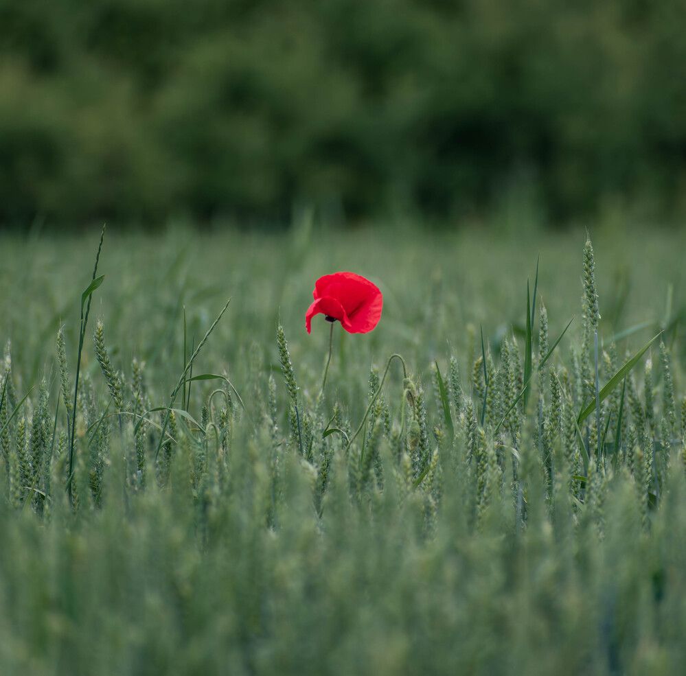 Photograph by Milan Đorđević