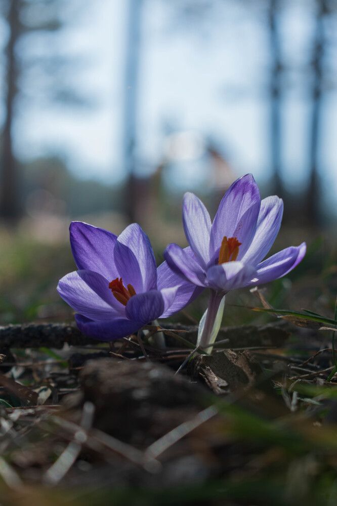 Photograph by Milan Đorđević