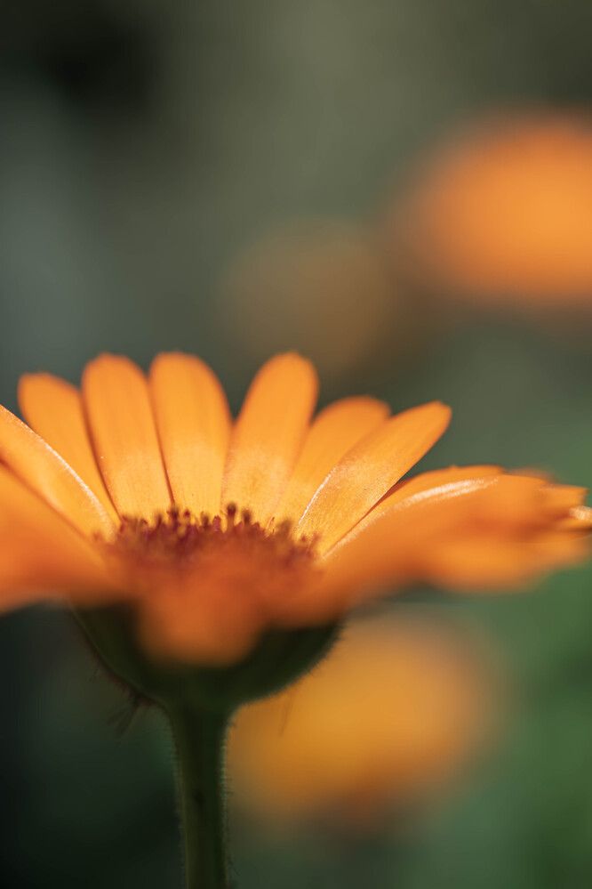 Photograph by Milan Đorđević