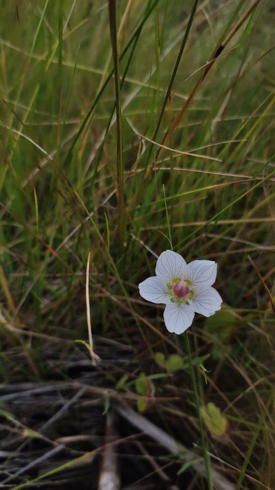 Photograph by Калюнова Наталья