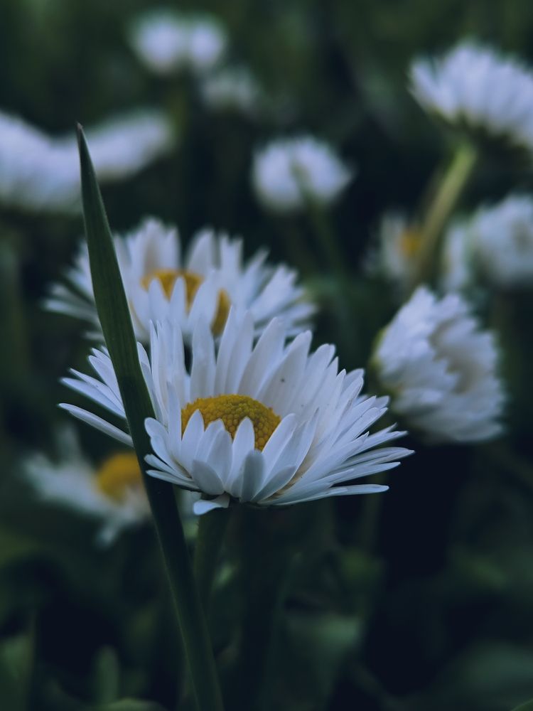 Photograph by Людмила Емельянчикова