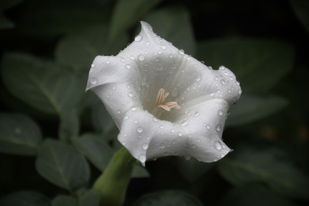 Photograph by Elena Bogomolova