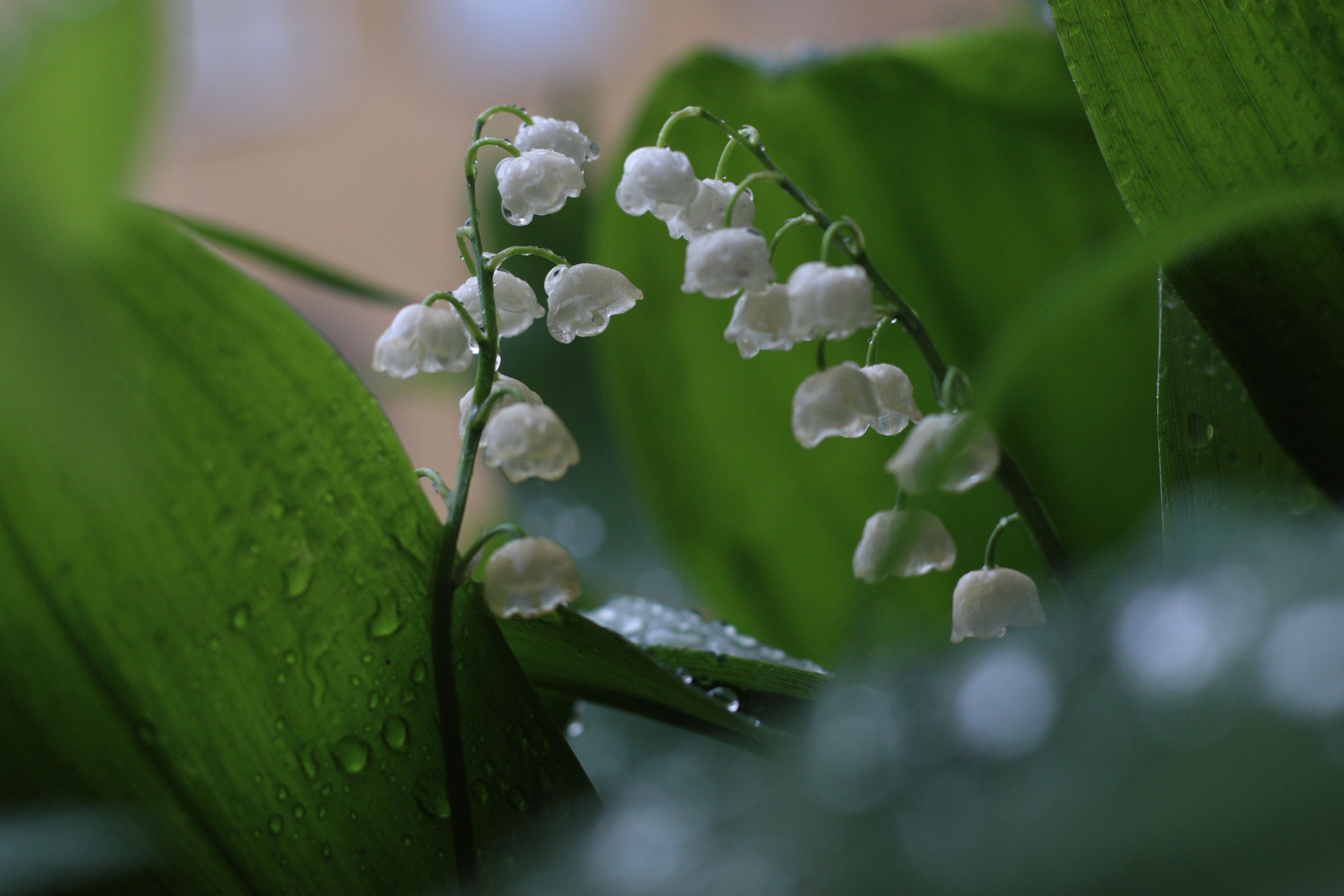 Photograph by Elena Bogomolova