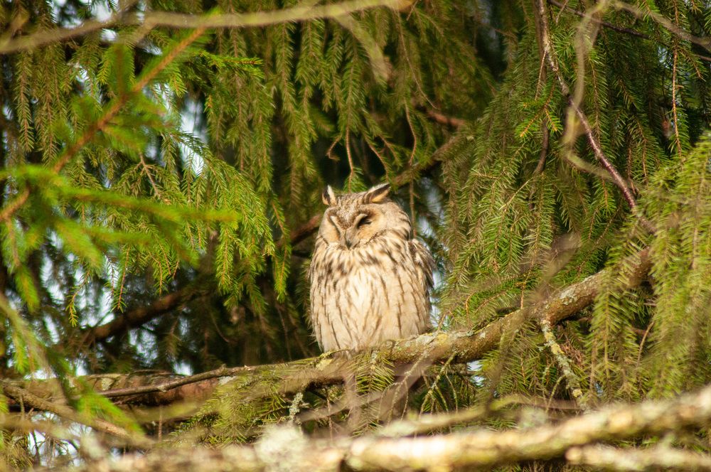 Фотография автора Наталья Липовская