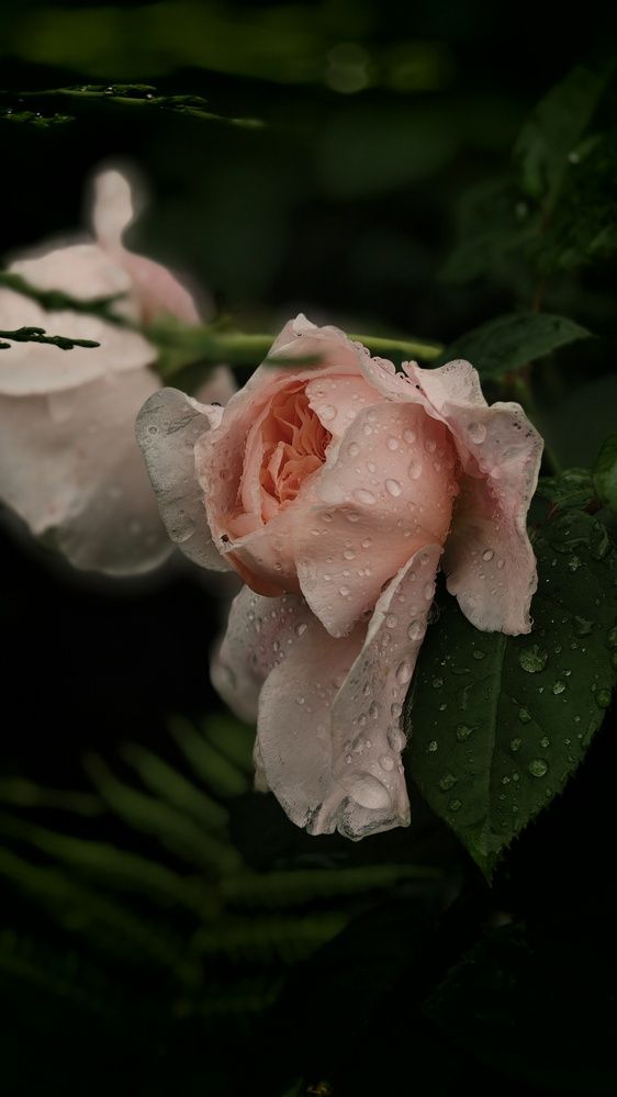 После дождя.