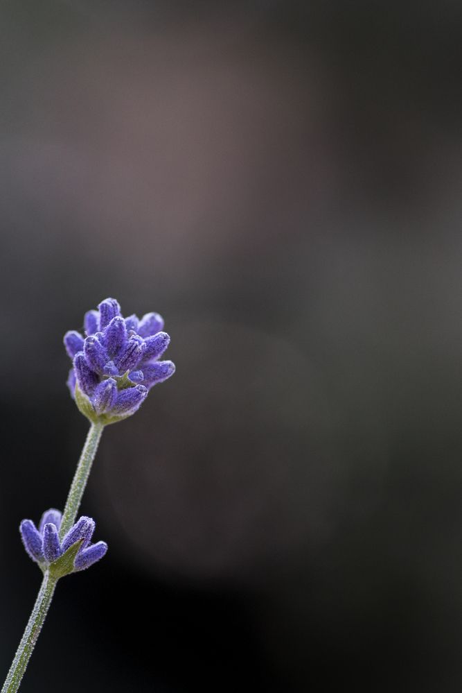 Фотография автора Krisztina Kaposvari