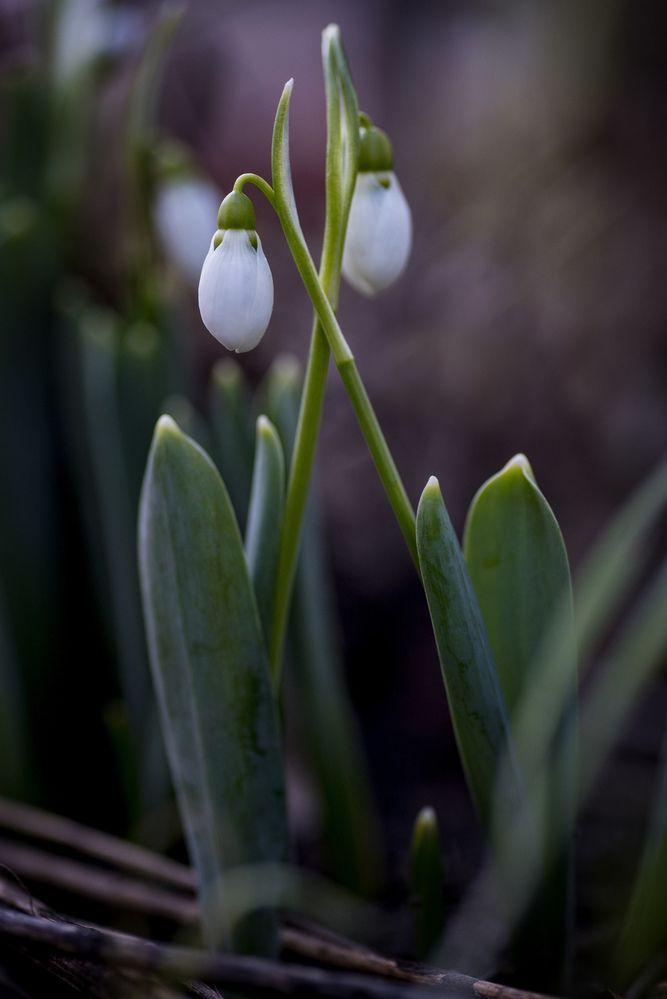 Фотография автора Krisztina Kaposvari