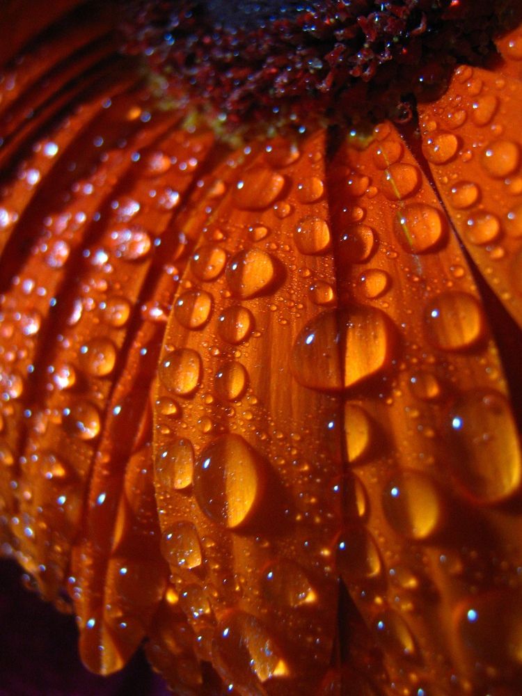 Лепестки в алмазах