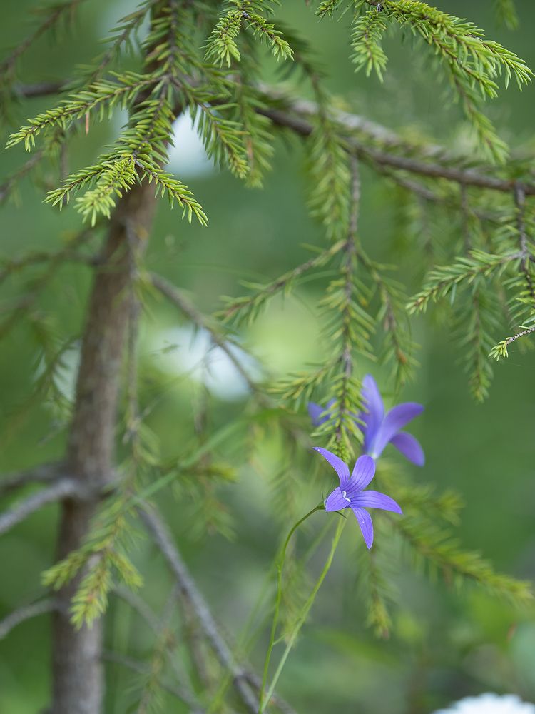 Photograph by Маргарита Ивкова