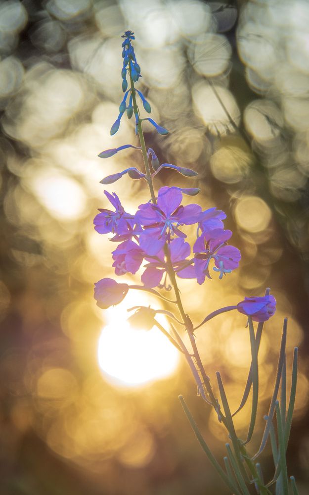 Photograph by Сергей Богданов