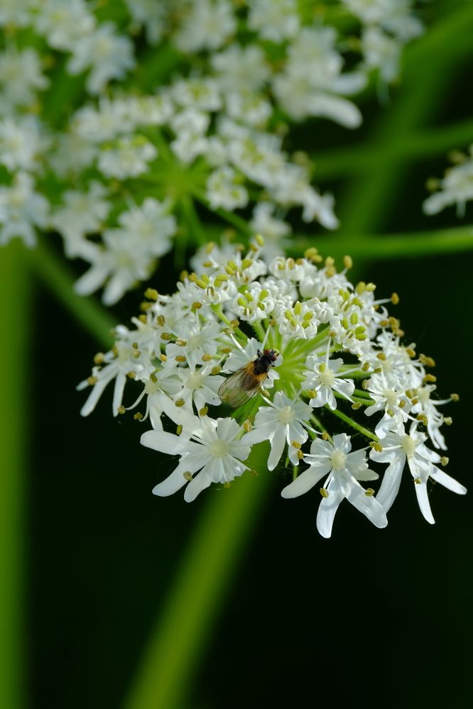 Photograph by Яна Бойко