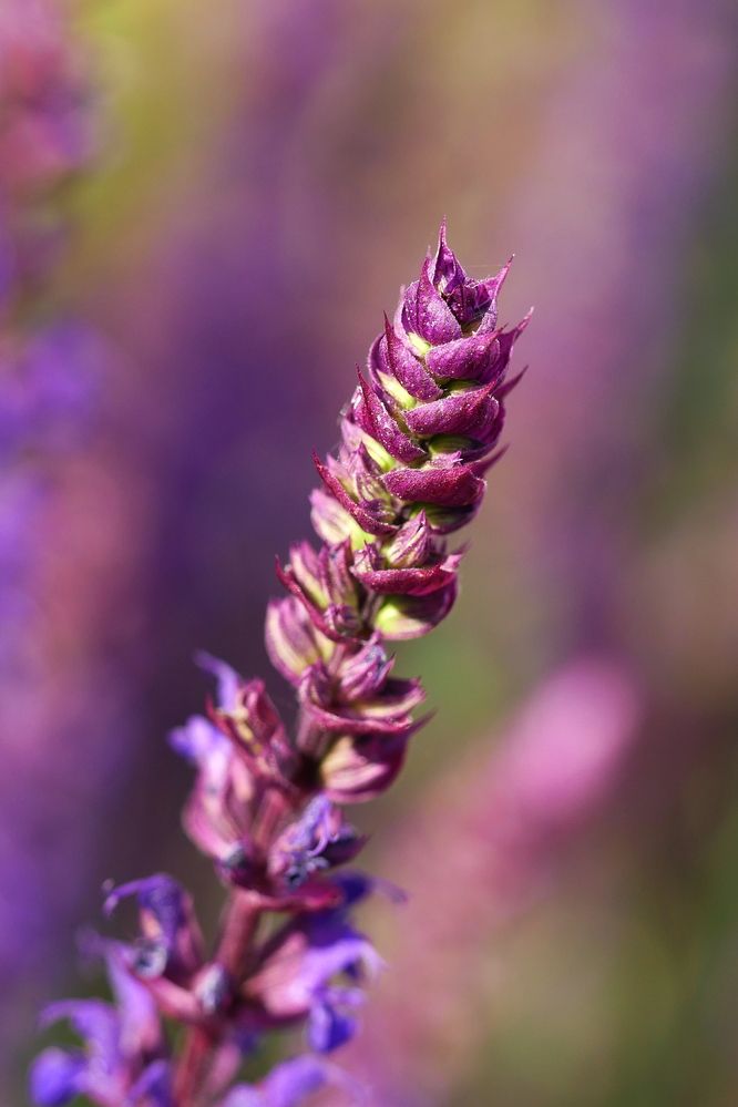 Photograph by Владимир Лобанов
