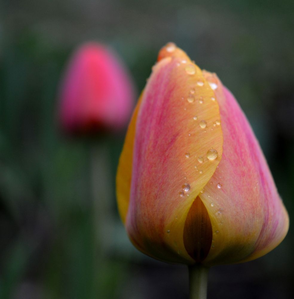 Photograph by Olja Simovic