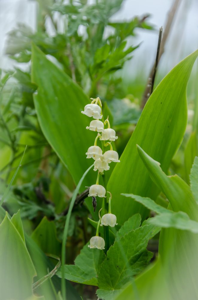 Photograph by Ольга Заповедная