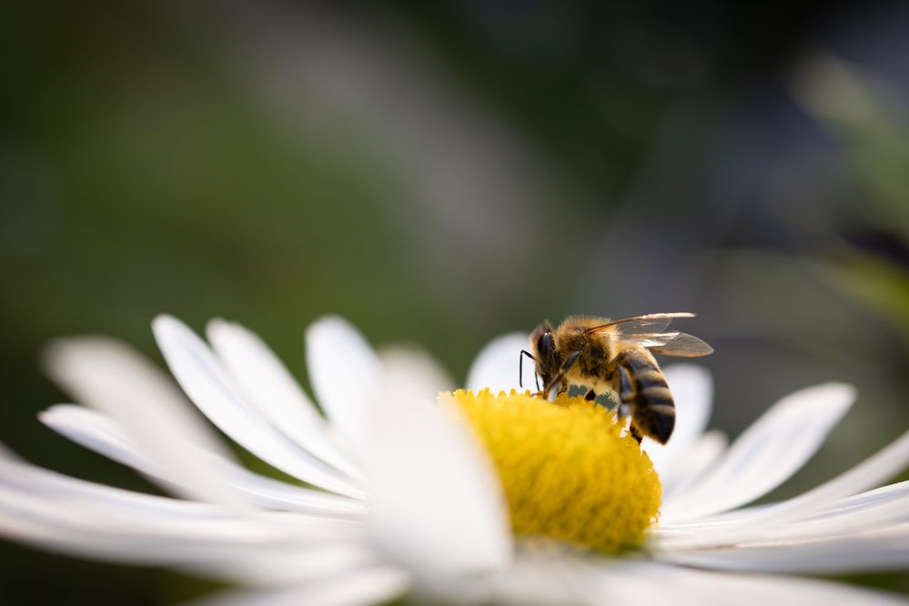 Photograph by Юлия Седова