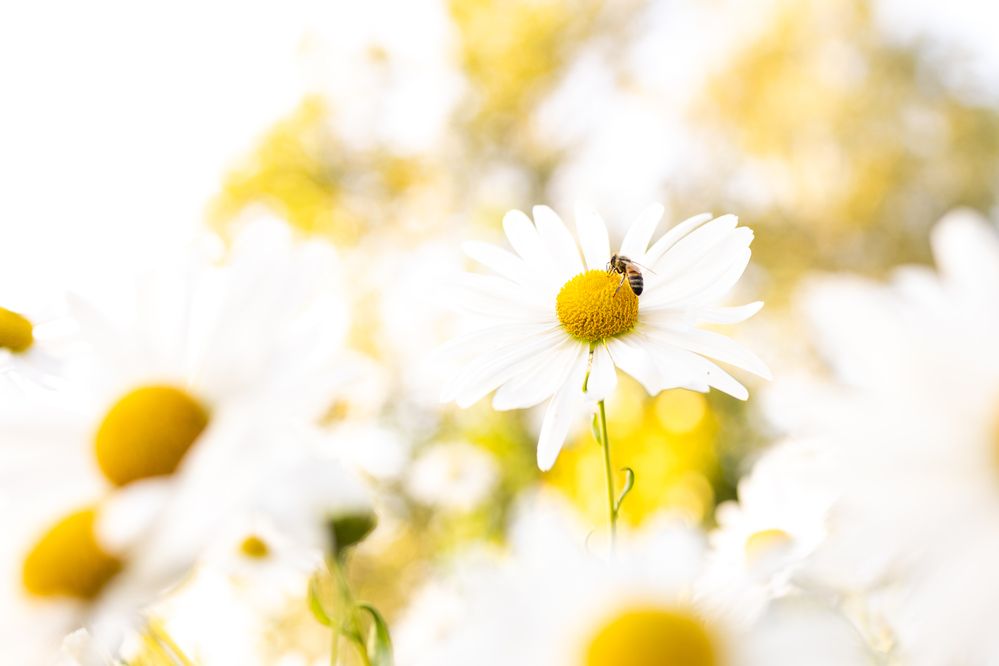 Photograph by Юлия Седова