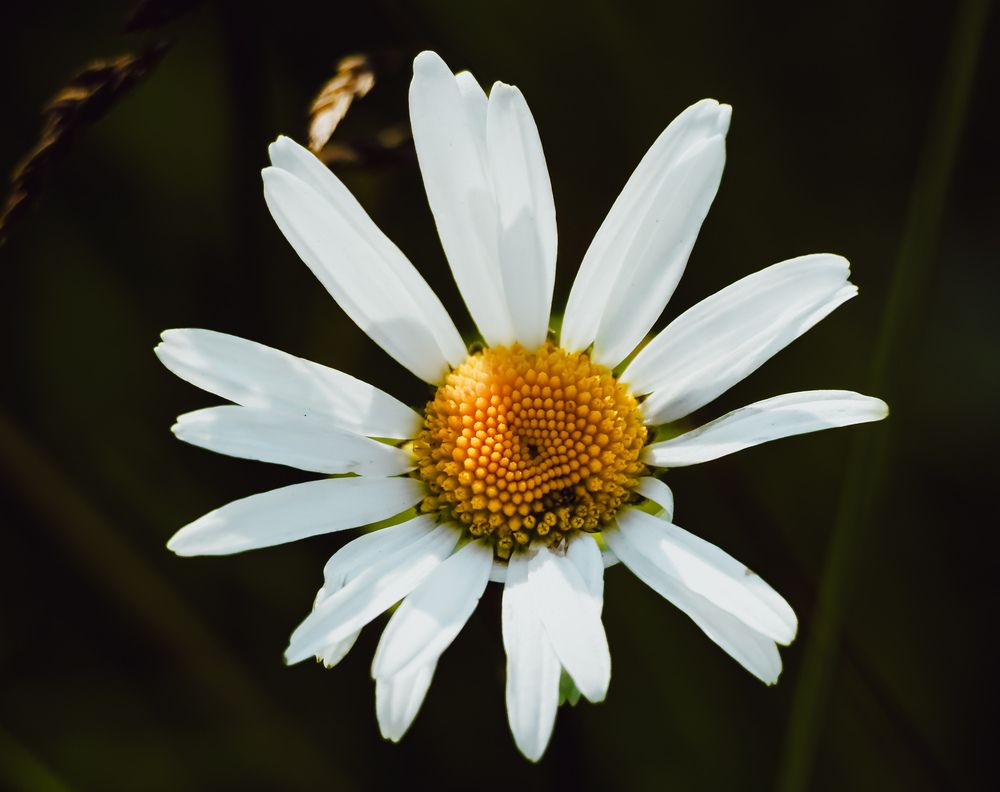 Фотография автора Надежда Аверьянова