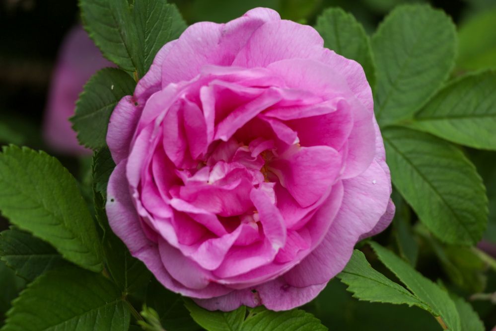 Фотография автора Надежда Аверьянова