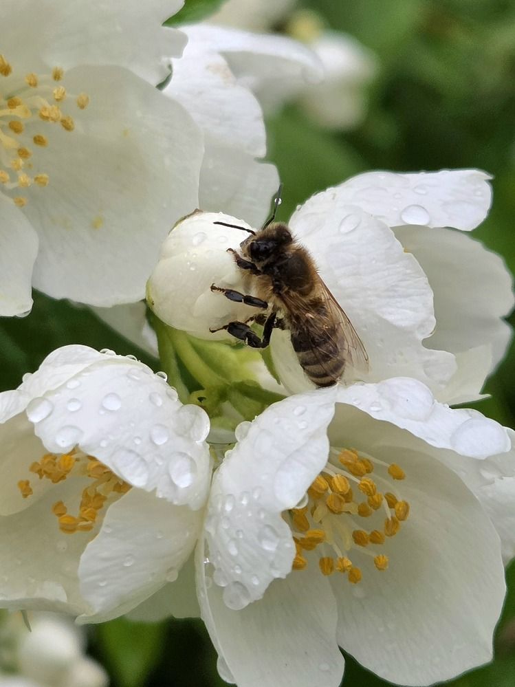 Фотография автора Elena Polonetskaya