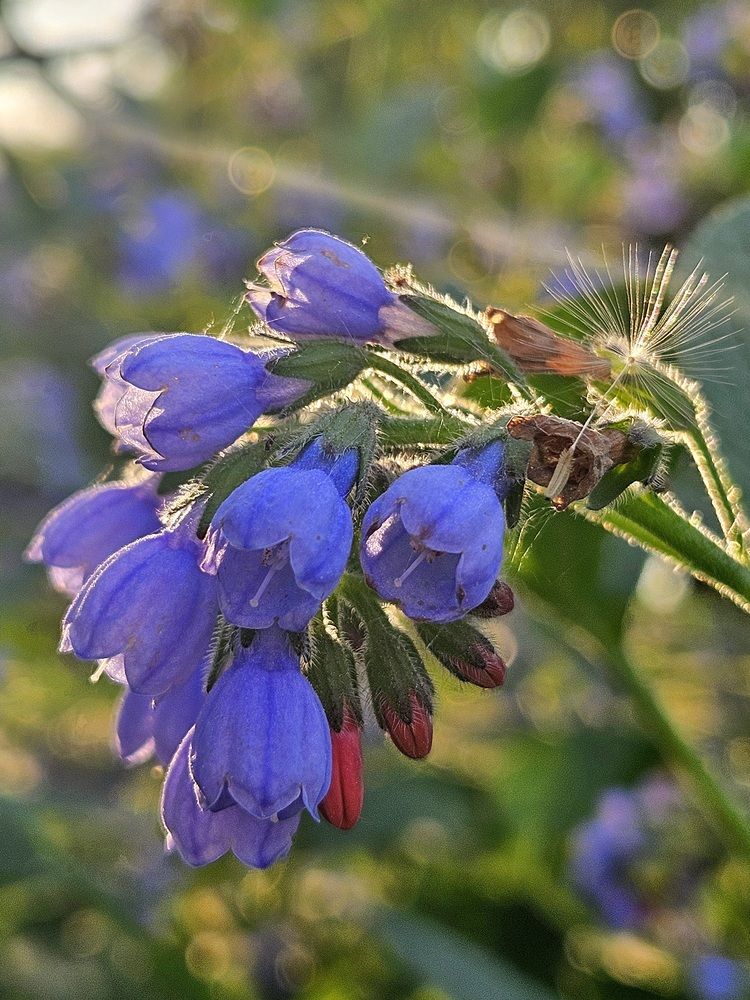 Фотография автора Elena Polonetskaya