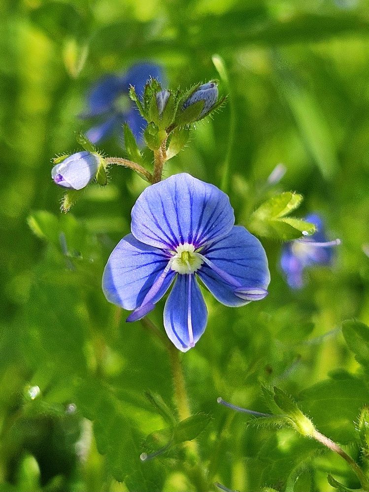 Фотография автора Elena Polonetskaya