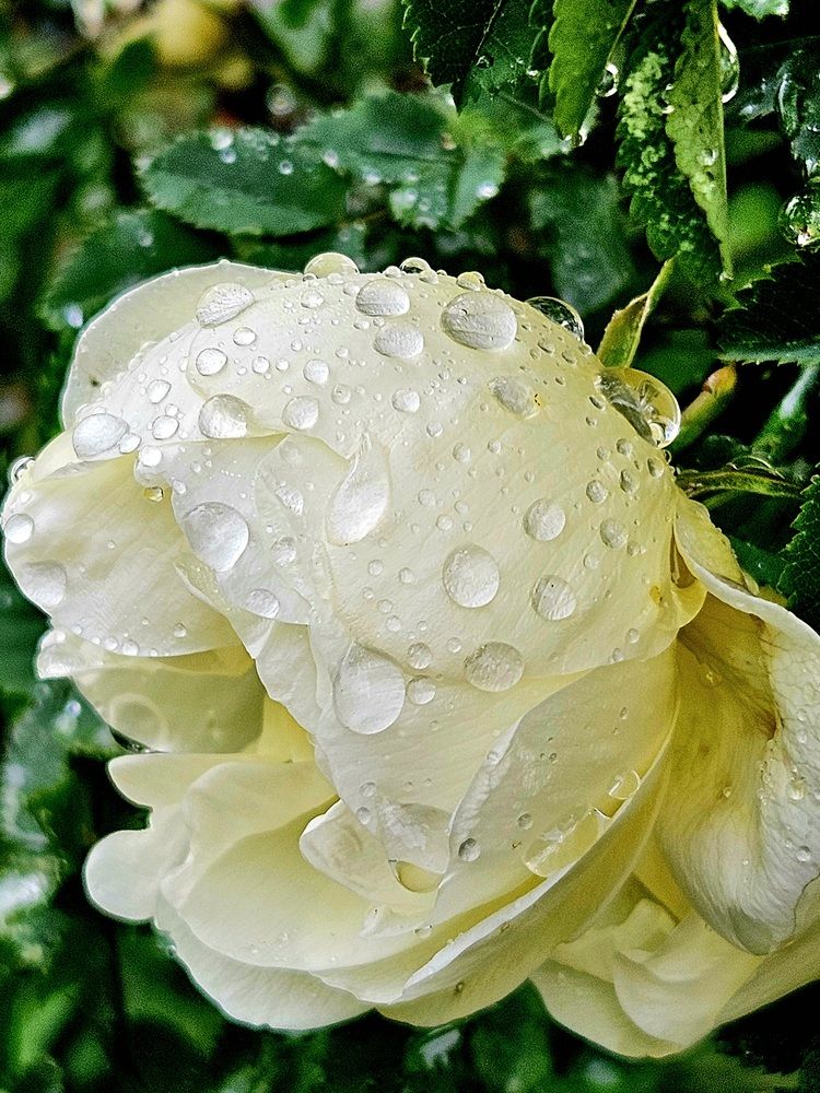 Фотография автора Elena Polonetskaya