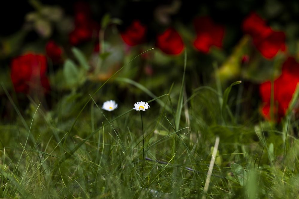 Photograph by Елена Барышева