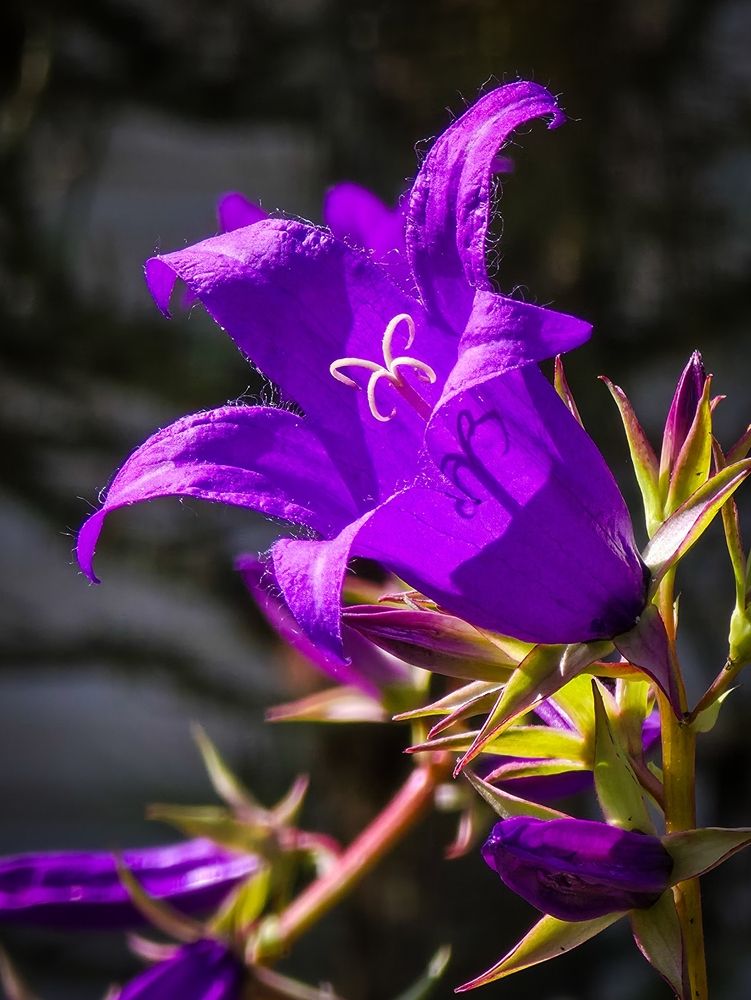 Photograph by Andrey Purtov