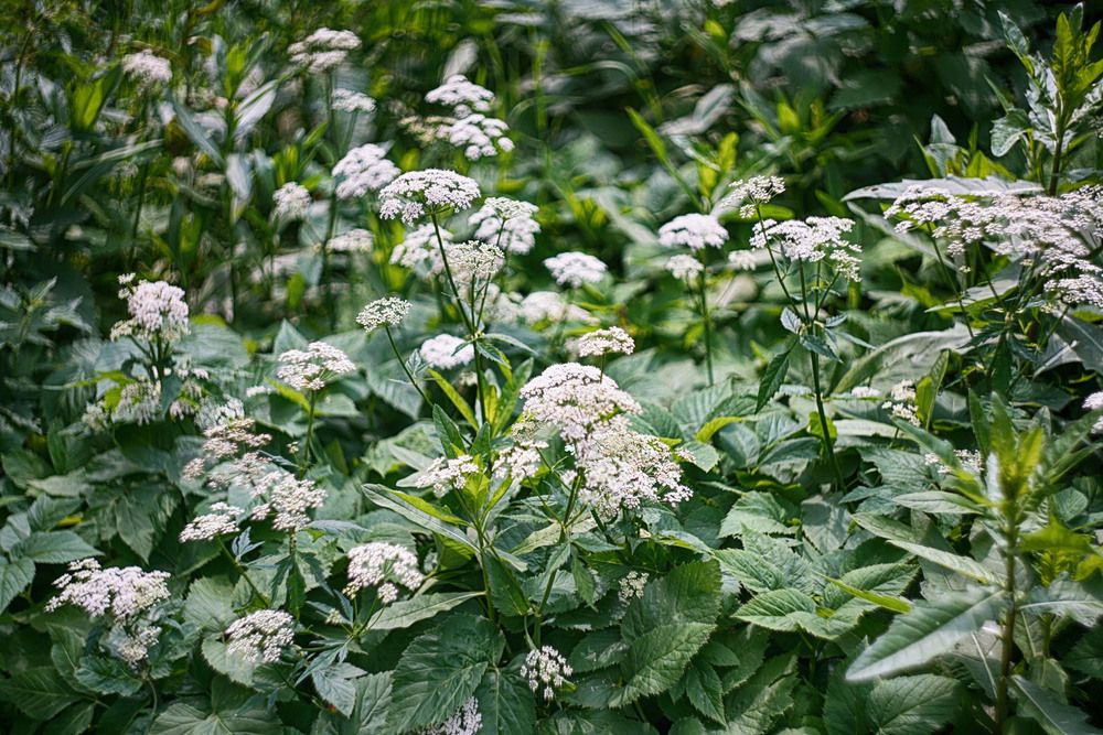 Photograph by Владимир Гречанинов