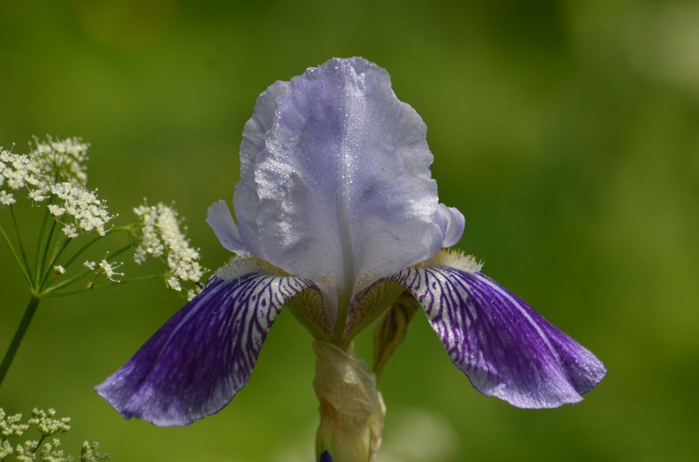 Photograph by Ольга Заповедная