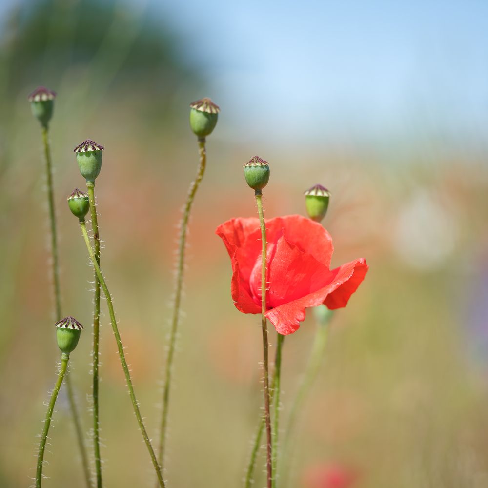 Фотография автора Pussa Vitaly