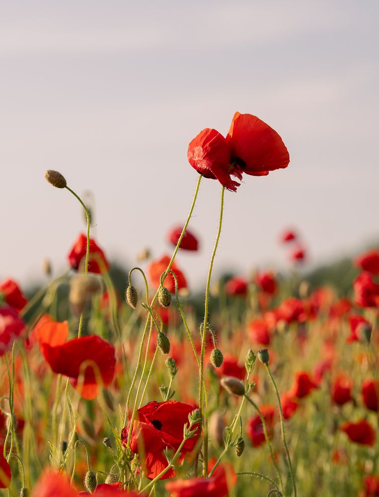 Фотография автора Pussa Vitaly