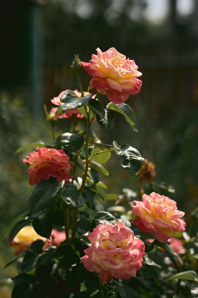 Photograph by Елизавета Соломатина