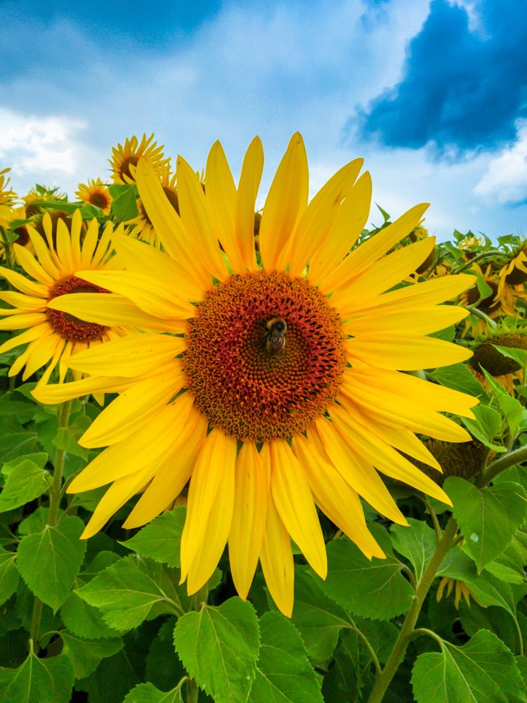 Фотография автора Evgeniy Shabanov