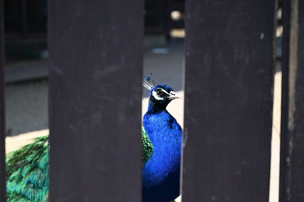 Фотография автора Роман Прохоров