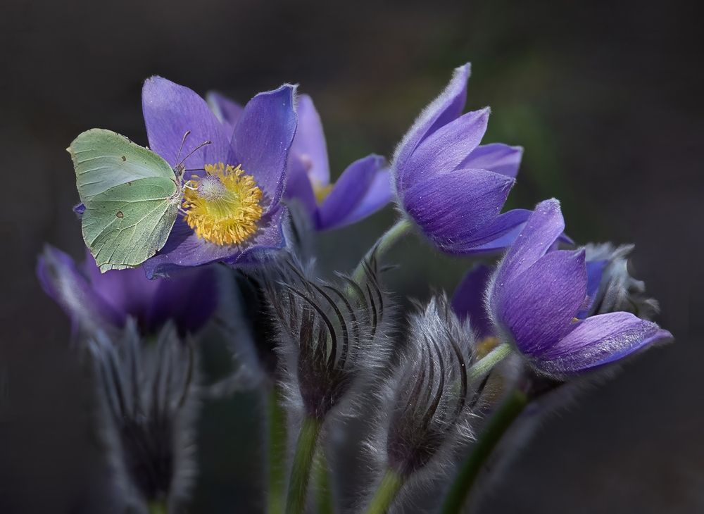 Photograph by Людмила Железнова