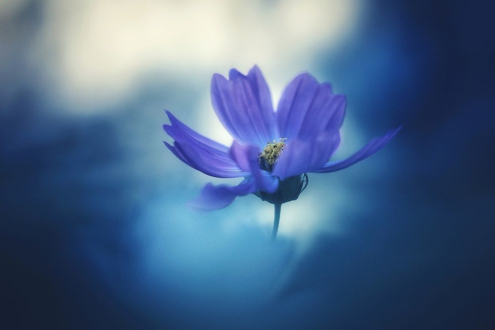 Photograph by Инна Карасева