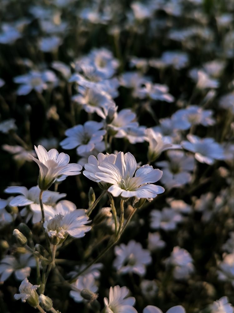 Photograph by Людмила Емельянчикова