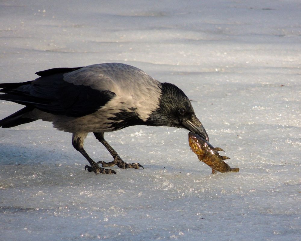 Photograph by Наталья Балабанова