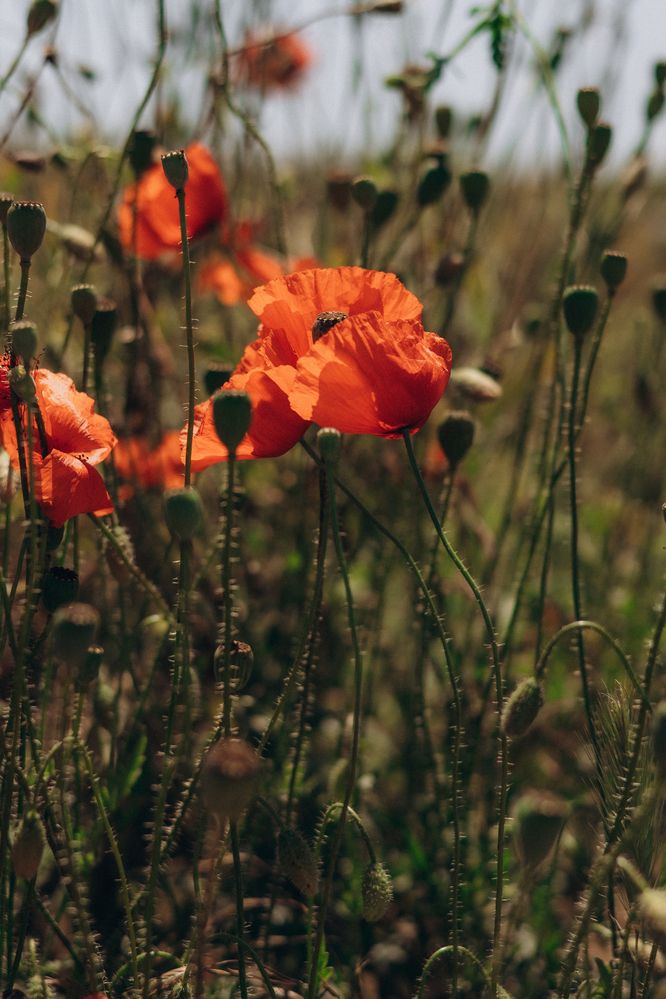 Photograph by Irina Chka