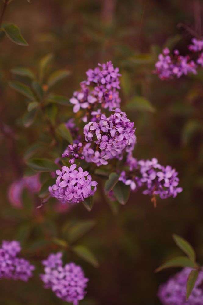 Photograph by Irina Chka