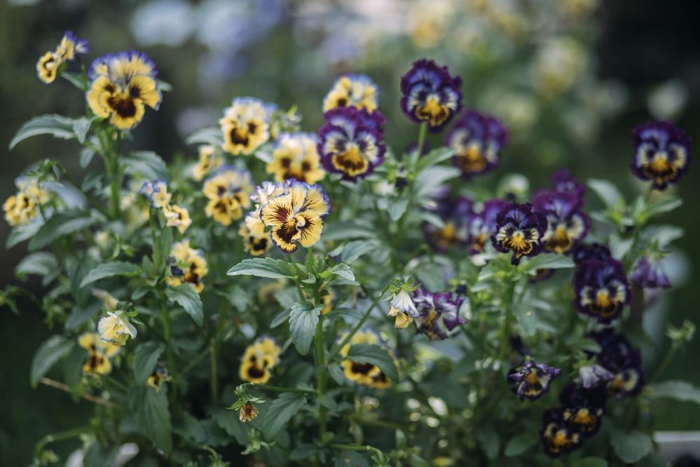 Photograph by Анастасия Барышева