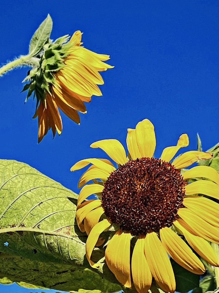 Dialogue of a Summer Day